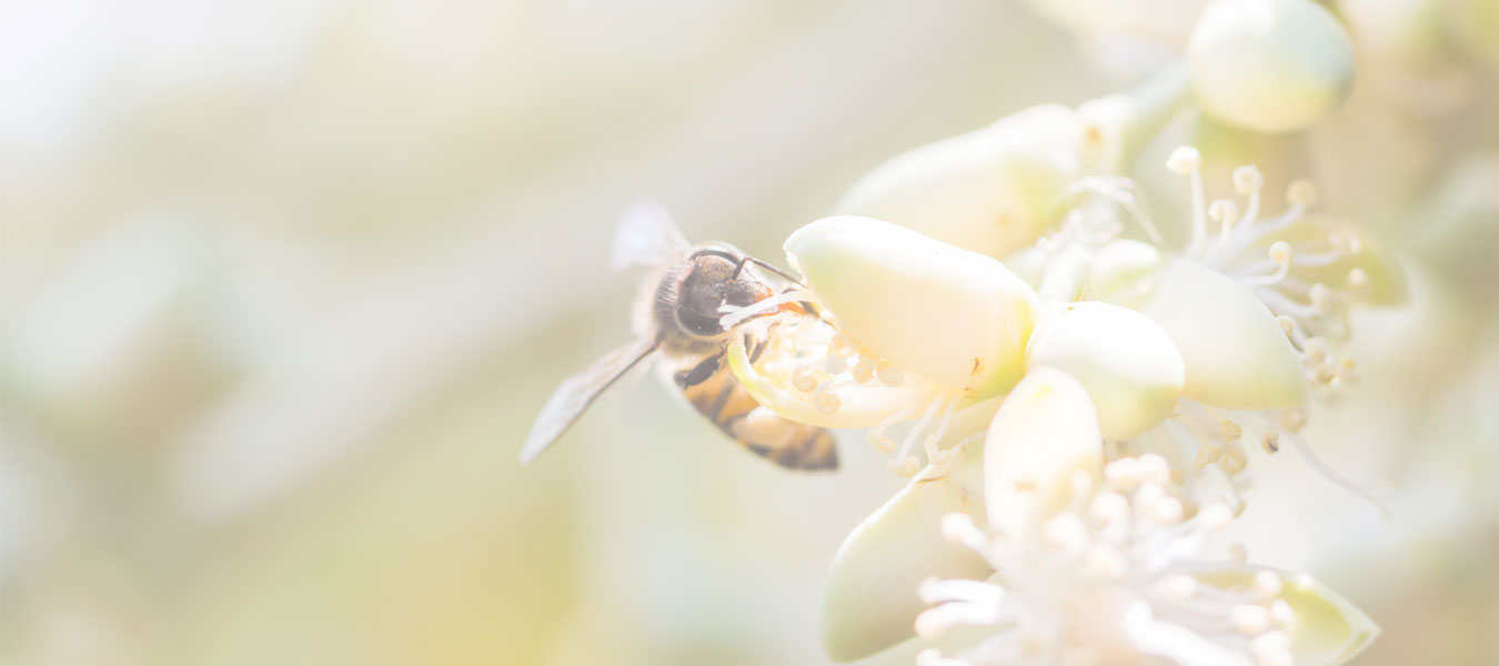 bee on flower