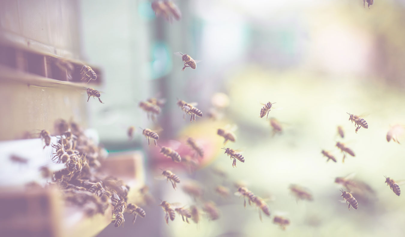 Beehive