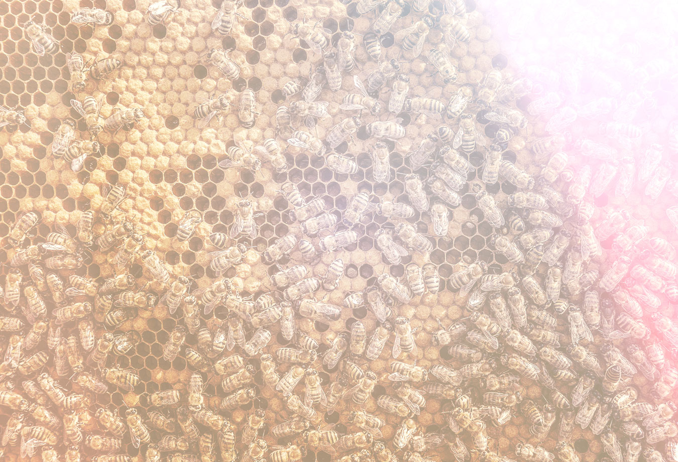 larvae