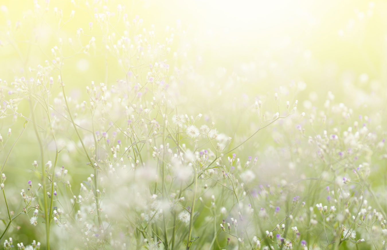 Flower Meadow
